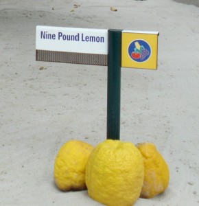 z Nine lb Lemons