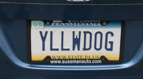 Yellow Dog